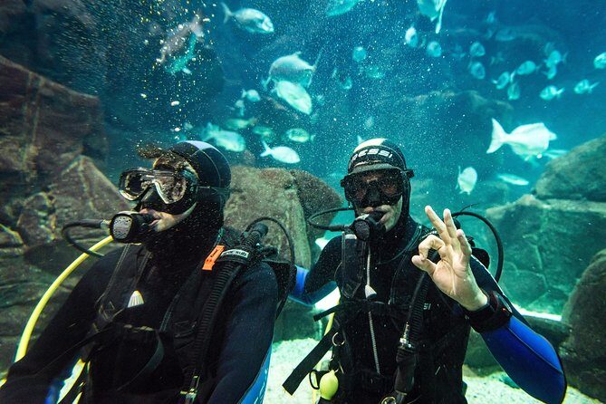 Diving in the Madeira Aquarium - Who Will Love This Tour?