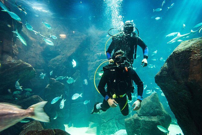 Diving in the Madeira Aquarium - The Sum Up