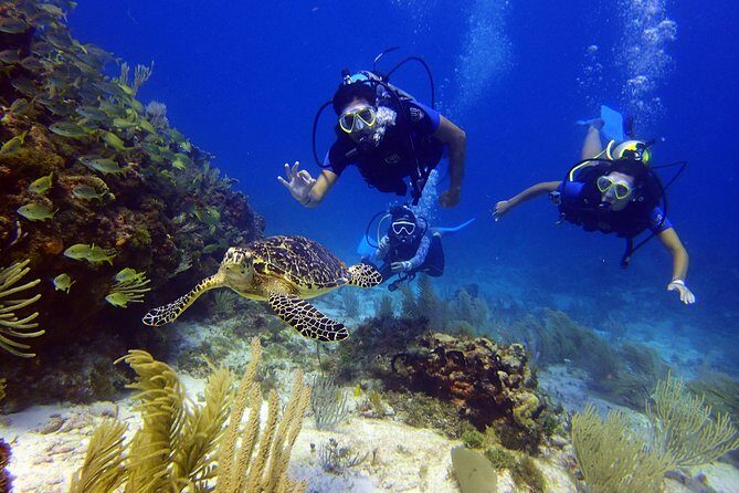 Diving in the Mexican Caribbean for Beginners | 2 Tanks 2 Dives | All Inclusive - Practical Tips & Considerations