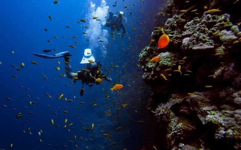 Diving Tour from Alanya & Side with Lunch - 2 Dives Included - Practical Details and What to Expect