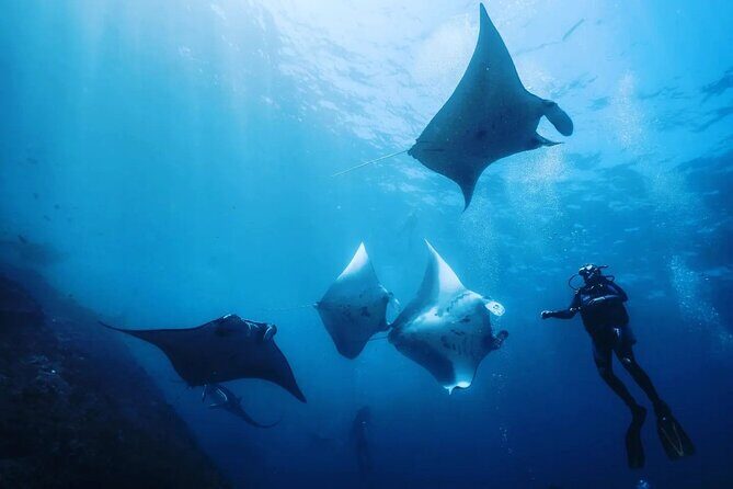 Diving with Manta Ray at Nusa Penida - An In-Depth Look at Your Nusa Penida Manta Ray Experience