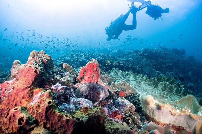 Diving with Manta Ray at Nusa Penida - Who Should Consider This Tour?