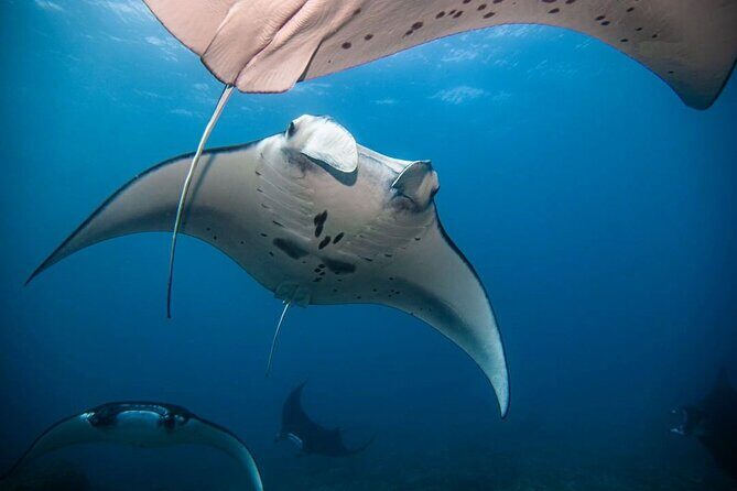 Diving with Manta Ray at Nusa Penida - Final Thoughts