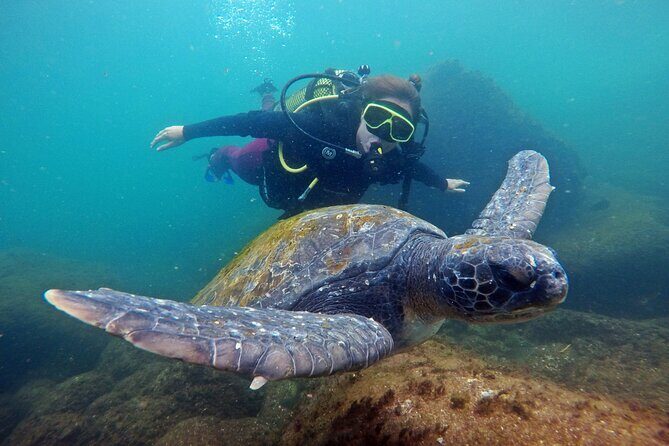 Diving with Turtles in Floripa - An In-Depth Look at the Experience