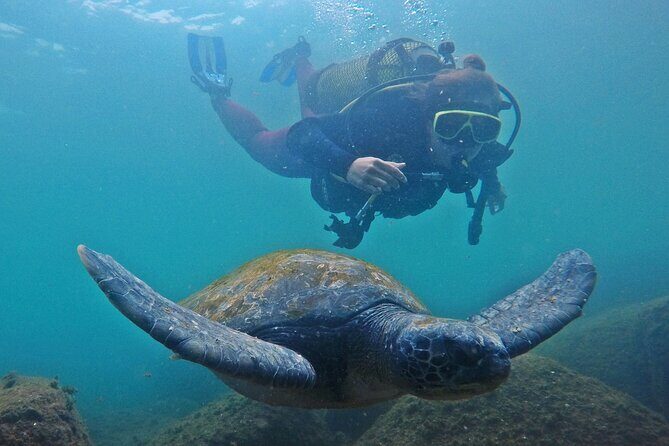 Diving with Turtles in Floripa - A Closer Look at the Experience