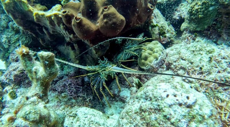 diving without a license catalina island from punta cana - Final Thoughts