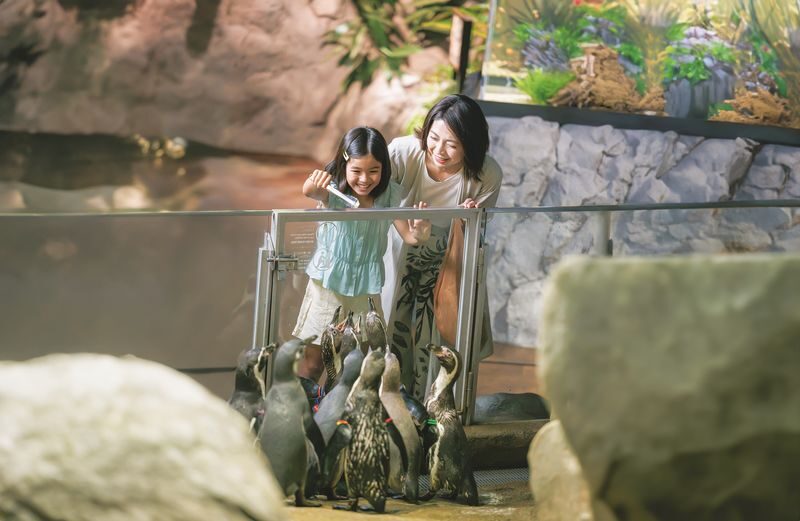 DMM Kariyushi Aquarium Ticket in Okinawa - A compact aquarium with a small-zoo feel