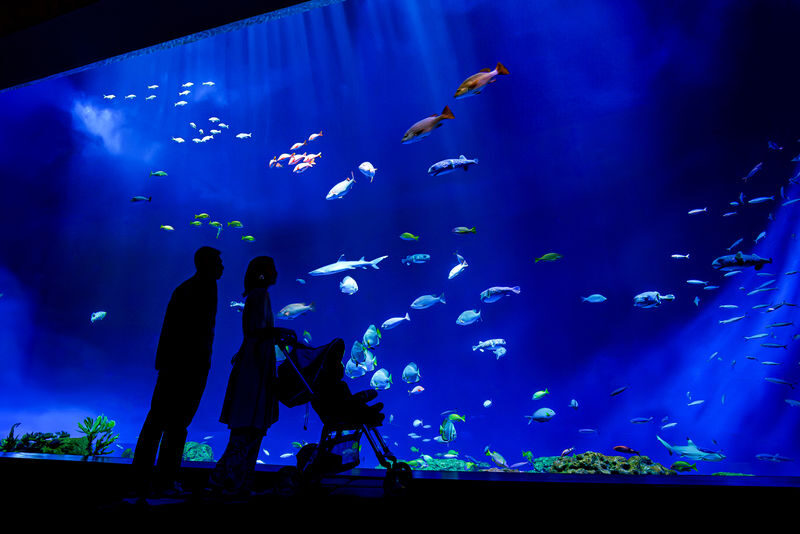 DMM Kariyushi Aquarium Ticket in Okinawa - Make the most of the Tomigusuku location