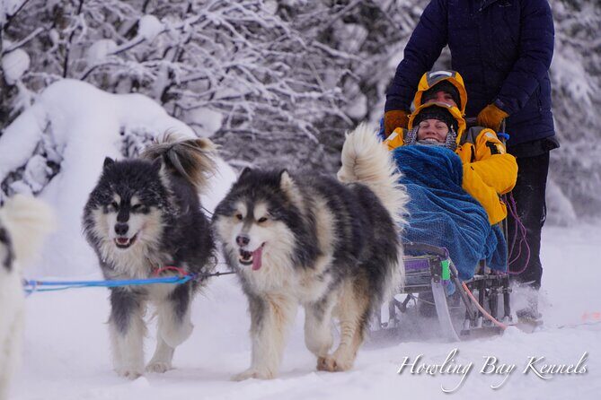 Dog Sled Adventure - Discover the Dog Sled Adventure in Fairbanks