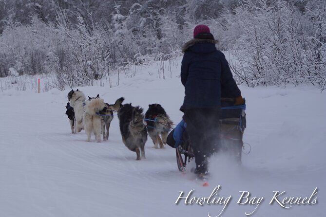 Dog Sled Adventure - Who Should Consider This Tour?