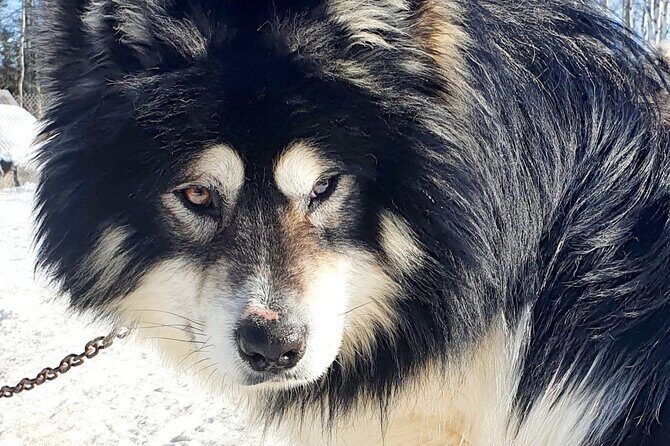 Dog Sled Adventure - What Travelers Say: Authenticity and Joy