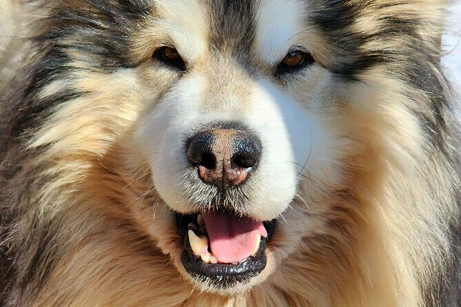 Dog Sled Adventure - The Practical Side: Price and Booking