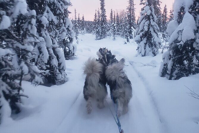 Dog Sled Adventure - Frequently Asked Questions