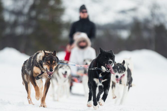 Dog Sled Tour and Husky Cuddles - What to Expect from Your Alta Dog Sled Adventure