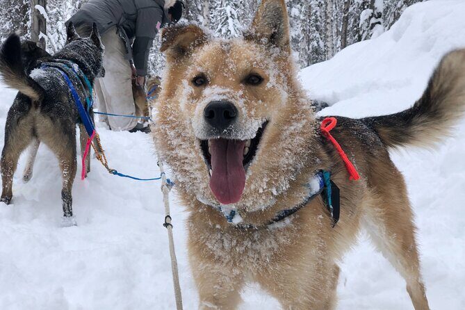Dog Sledding Adventure in Willow, Alaska - An In-Depth Look at the Dog Sledding Experience