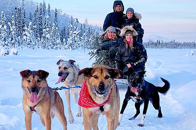 Dog Sledding Adventure in Willow, Alaska - Who Will Love This Tour?