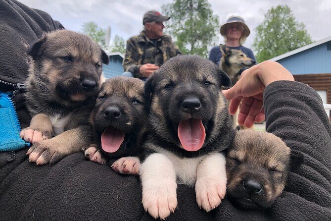 Dog Sledding Adventure in Willow, Alaska - The Sum Up