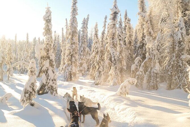 Dog Sledding and Animal Encounters Tour from Anchorage - The Sum Up