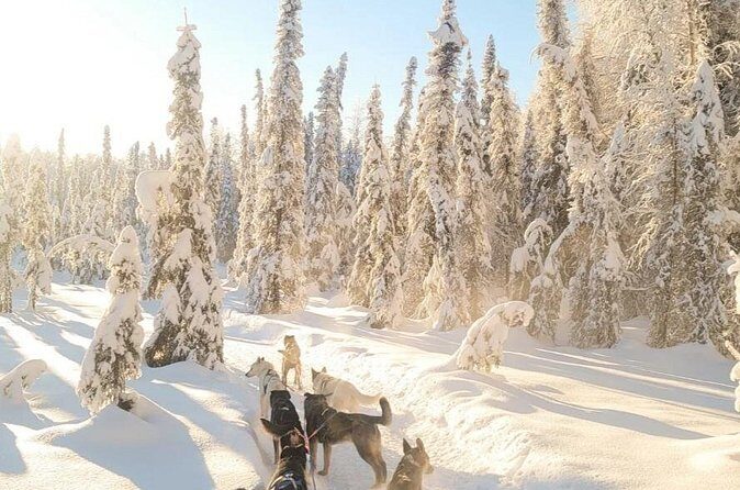 Dog Sledding and Animal Encounters Tour from Anchorage - FAQ