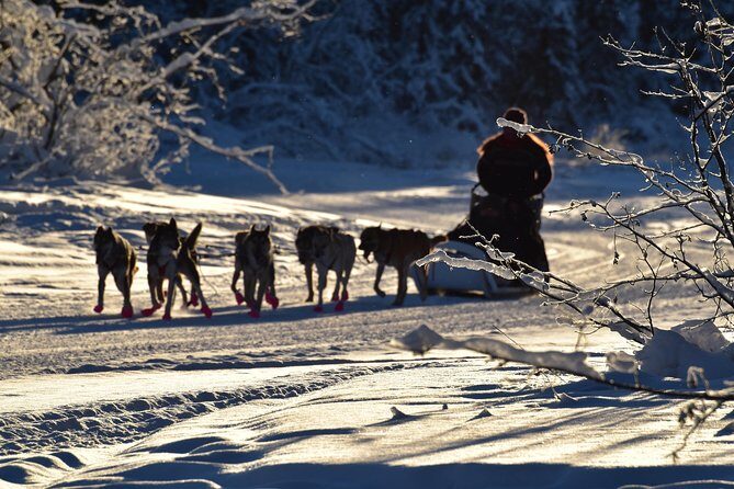 Dog Sledding and Mushing Experience in North Pole - Key Points