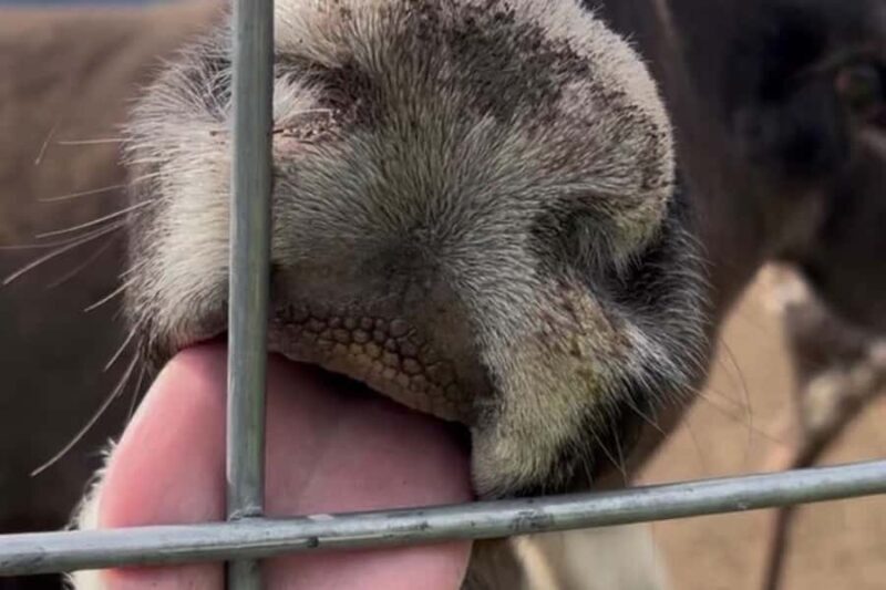 Dog Sledding & Animal Adventures  Anchorage Pickup - Key Points