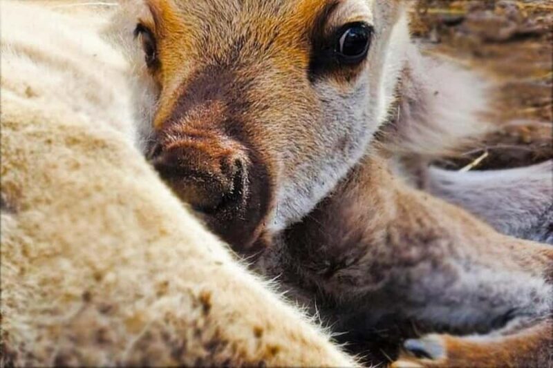 Dog Sledding & Animal Adventures  Anchorage Pickup - An In-Depth Look at the Experience