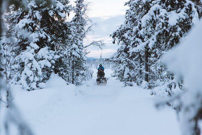 Dog sledding excursion to Kiruna - Exploring the Details of This Dog Sledding Tour