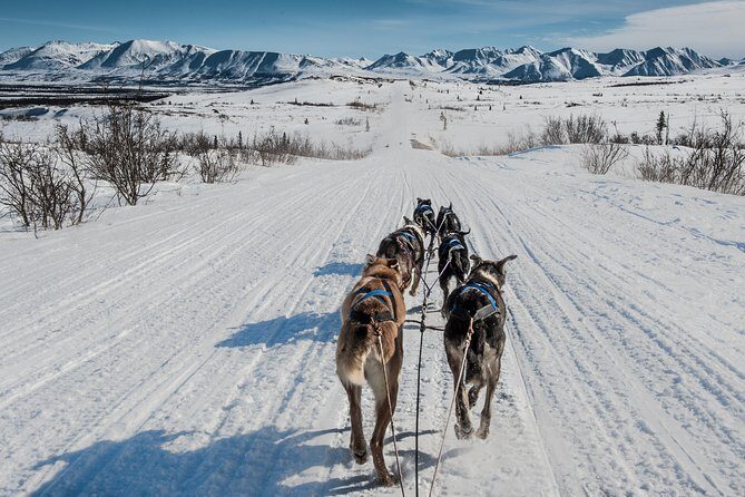 Dog Sledding - Subarctic Wilderness Tour - A Complete Guide to the Dog Sledding - Subarctic Wilderness Tour