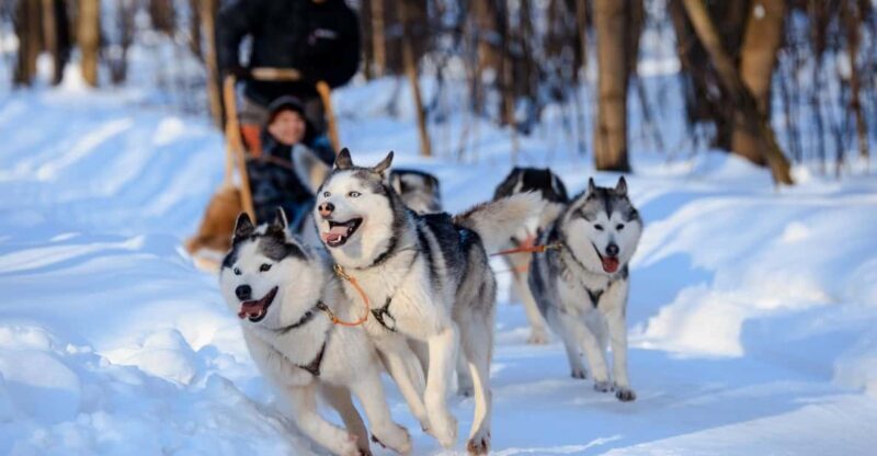 Dog Sledding , Terelj National park ,Chinggis Khaan statue - Overview of the Tour: Dog Sledding, Terelj National Park, and Chinggis Khaan Statue