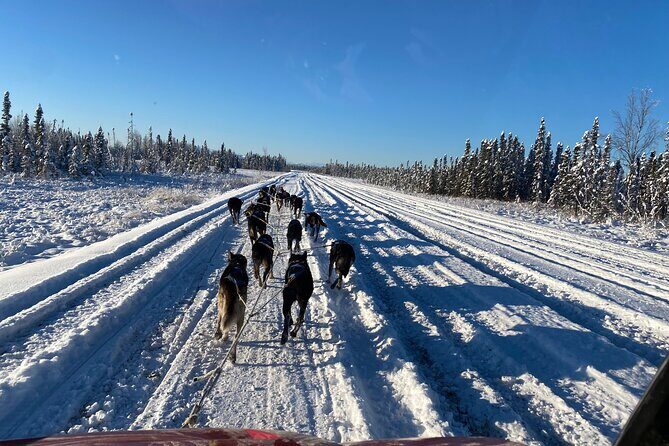 Dog Sledding with Alaskan Huskies - Dog Sledding with Alaskan Huskies: An Authentic Arctic Adventure