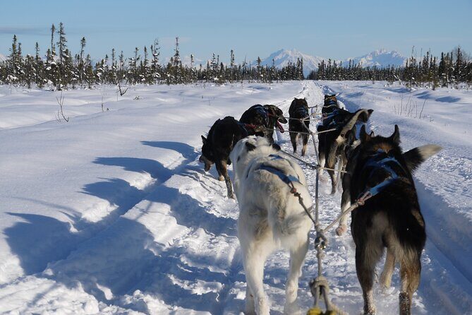 Dog Sledding with Alaskan Huskies - Key Points