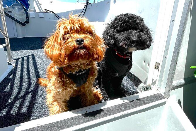 Dogs on Deck Harbour Cruise - Dogs on Deck Harbour Cruise: A Tail-Wagging Adventure in Sydney