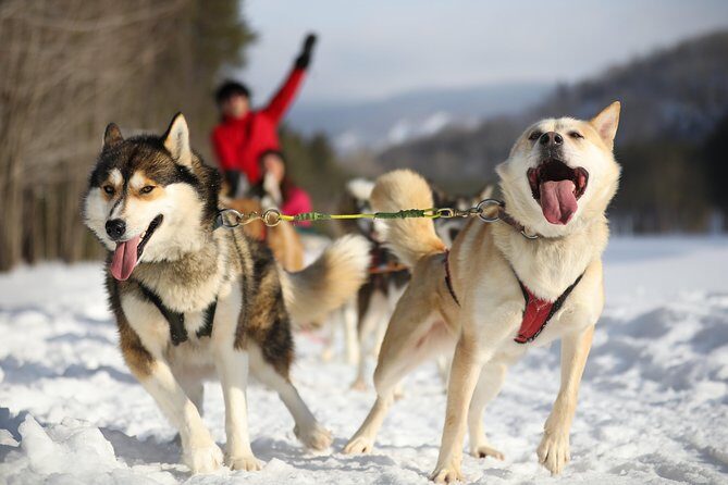 Dogsled Adventure in Mont-Tremblant - Dogsled Adventure in Mont-Tremblant: A Genuine Canadian Experience