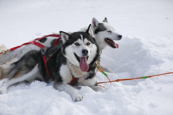 Dogsled Adventure in Mont-Tremblant - How We Rate It: The Value and Experience