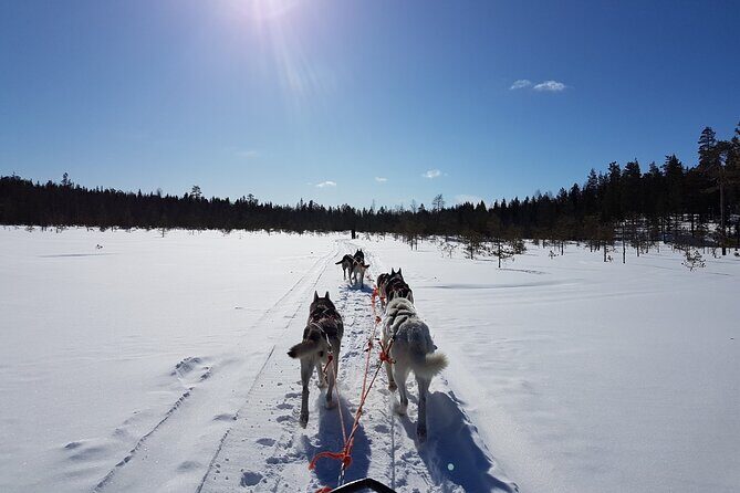 Dogsled Adventure Kiruna - An Authentic Dogsled Experience Outside Kiruna