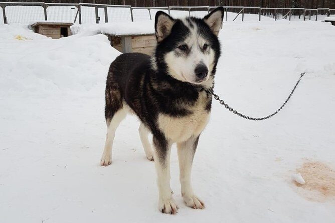 Dogsled Adventure Kiruna - Why This Tour Offers Great Value