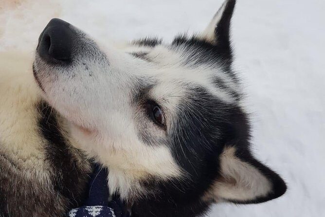 Dogsled Adventure Kiruna - Who Will Love This Experience