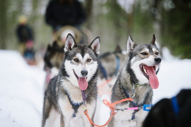 Dogsled Adventure Kiruna - FAQs