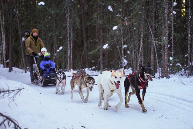 Dogsled and Reindeer Day Trip to Borealis Basecamp - A Deep Dive into the Borealis Basecamp Experience