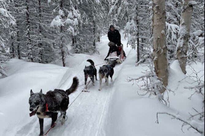 Dogsled Rides - Dogsled Rides in Alaska: An Authentic Wilderness Adventure