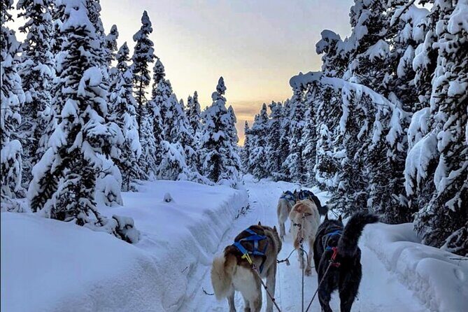 Dogsled Rides - Key Points