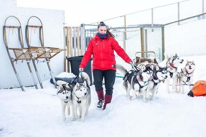 Dogsledding, near Akureyri - Exploring Icelands Winter Wonderland on Dogsled