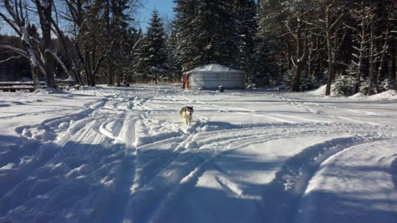 Dogsledding Nordic Adventure near Mont-Tremblant - Practical Tips for Your Dogsledding Adventure