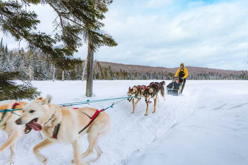 Dogsledding Upper Laurentians near Mont-Tremblant - Who Will Love This Experience?