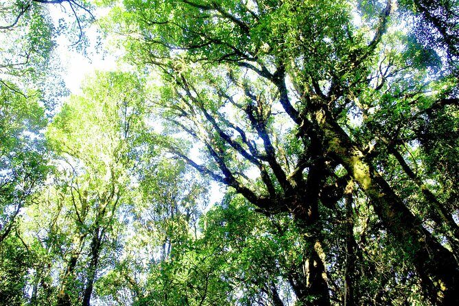 Doi Inthanon National Park, Waterfall & Royal Project Day Tour From Chiang Mai - Frequently Asked Questions