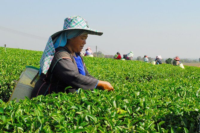 Doi Mae Salong and Mae Sai Explored - A Detailed Look at the Tour