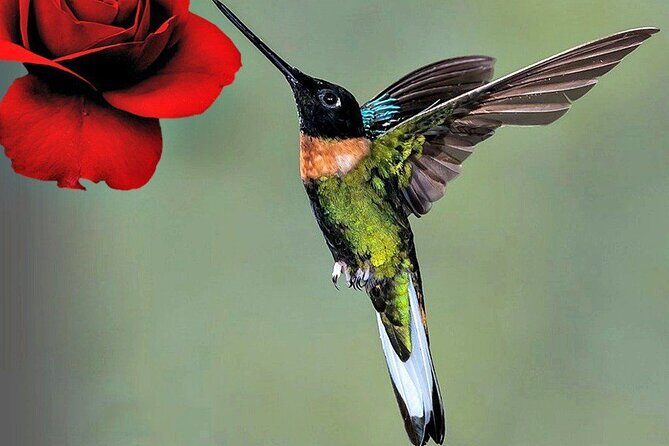 Doka Café, Poas Volcano and La Paz Waterfall Garden - An In-Depth Look at the Tour Experience