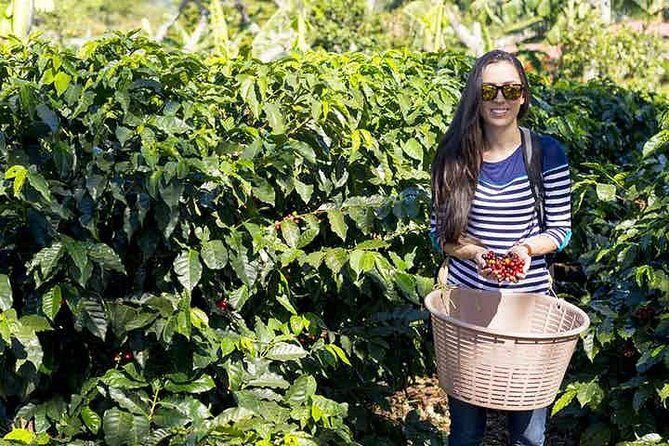 Doka Coffee Tour- Grecia & Sarchi From San José - Who Is This Tour Best For?