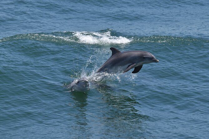Dolphin and Bird Watching Ecotour Cruise - Key Points