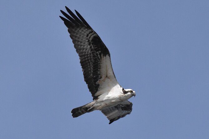 Dolphin and Bird Watching Ecotour Cruise - The Sum Up